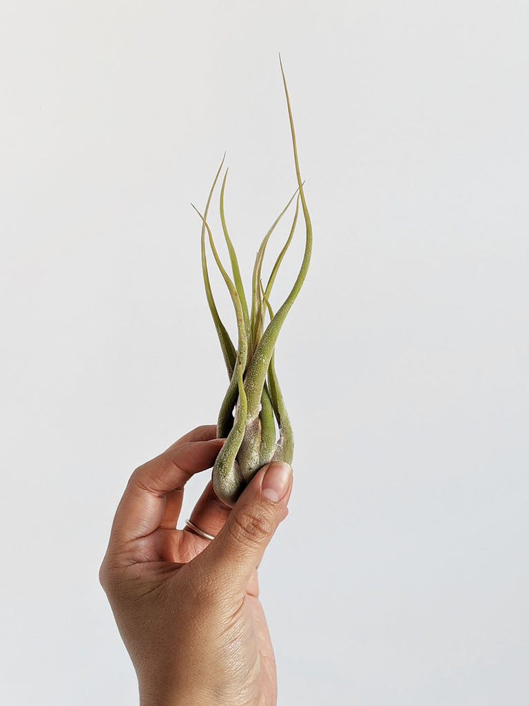 Plant Straw Black – the SHUDIO